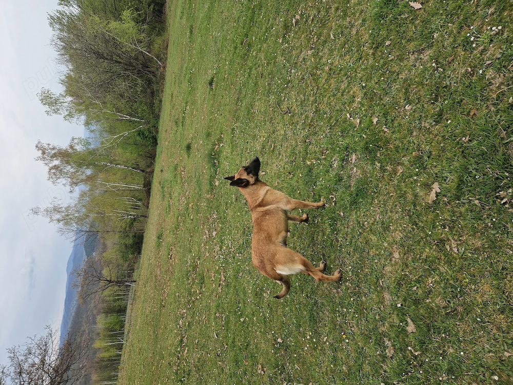 Femelă malinois