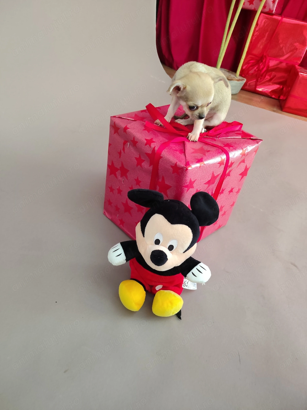 Vând pui chihuahua deosebiti