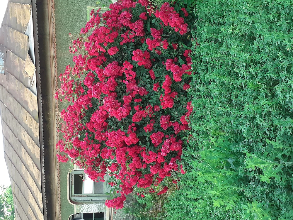 Casă de vanzare  maia județul lalomita 