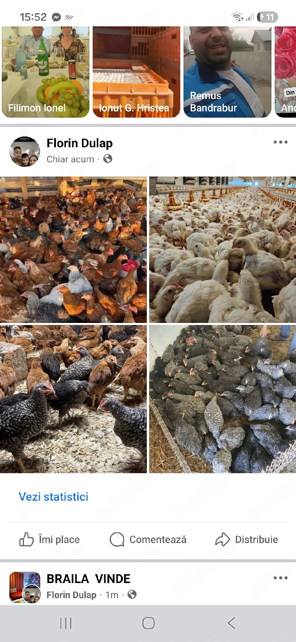 pui de carne si rasa mixta