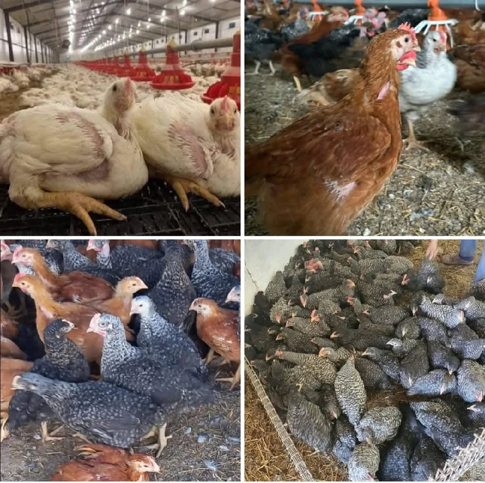 pui de carne si rasa mixta 