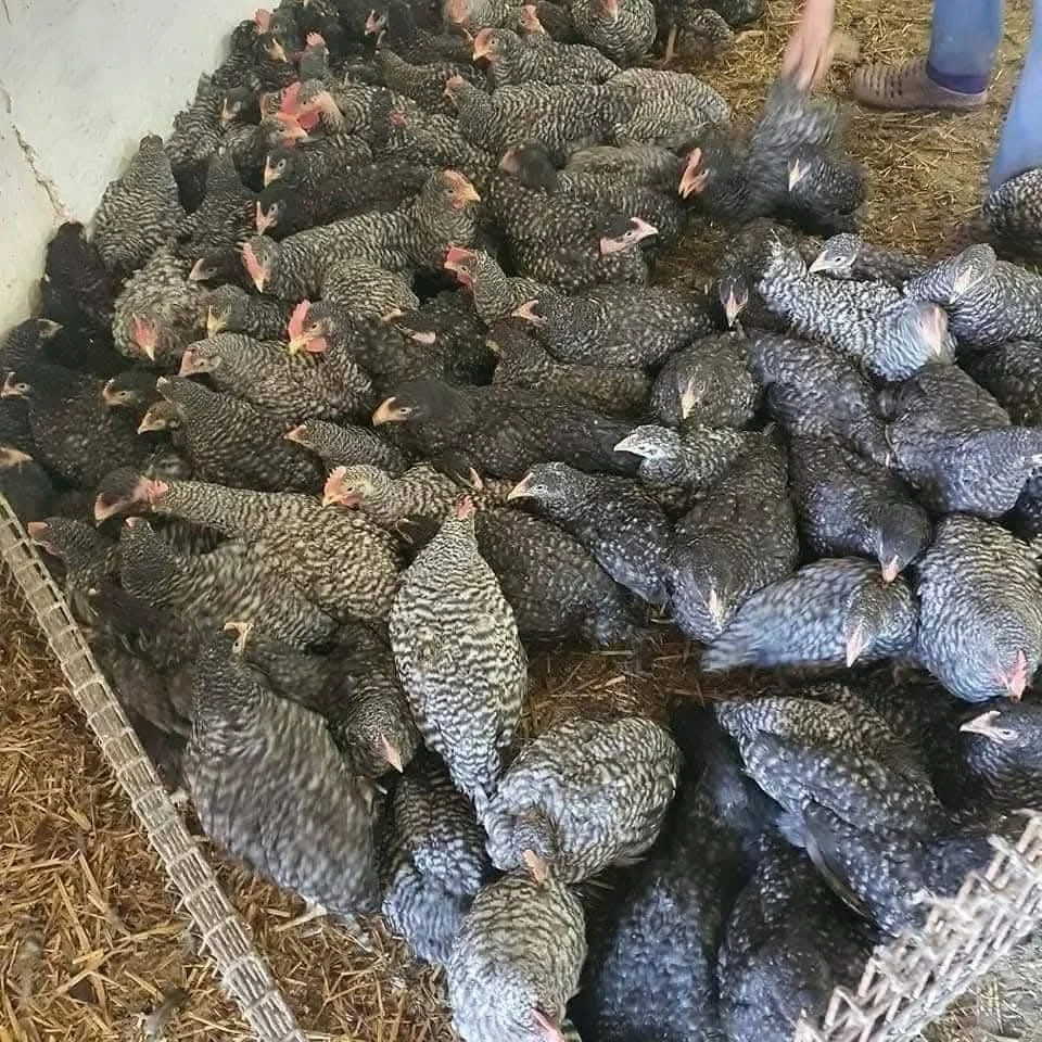 pui de carne si rasa mixta 