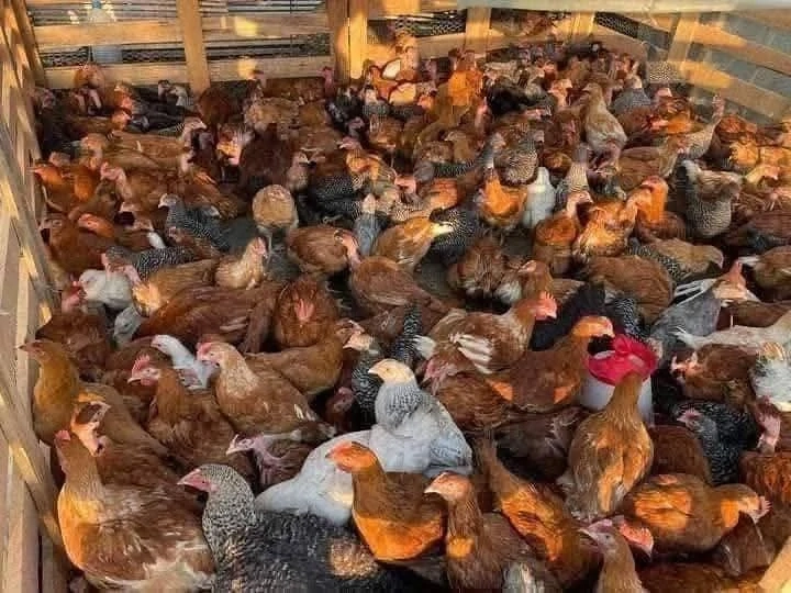 Pui de carne si rasa mixta 