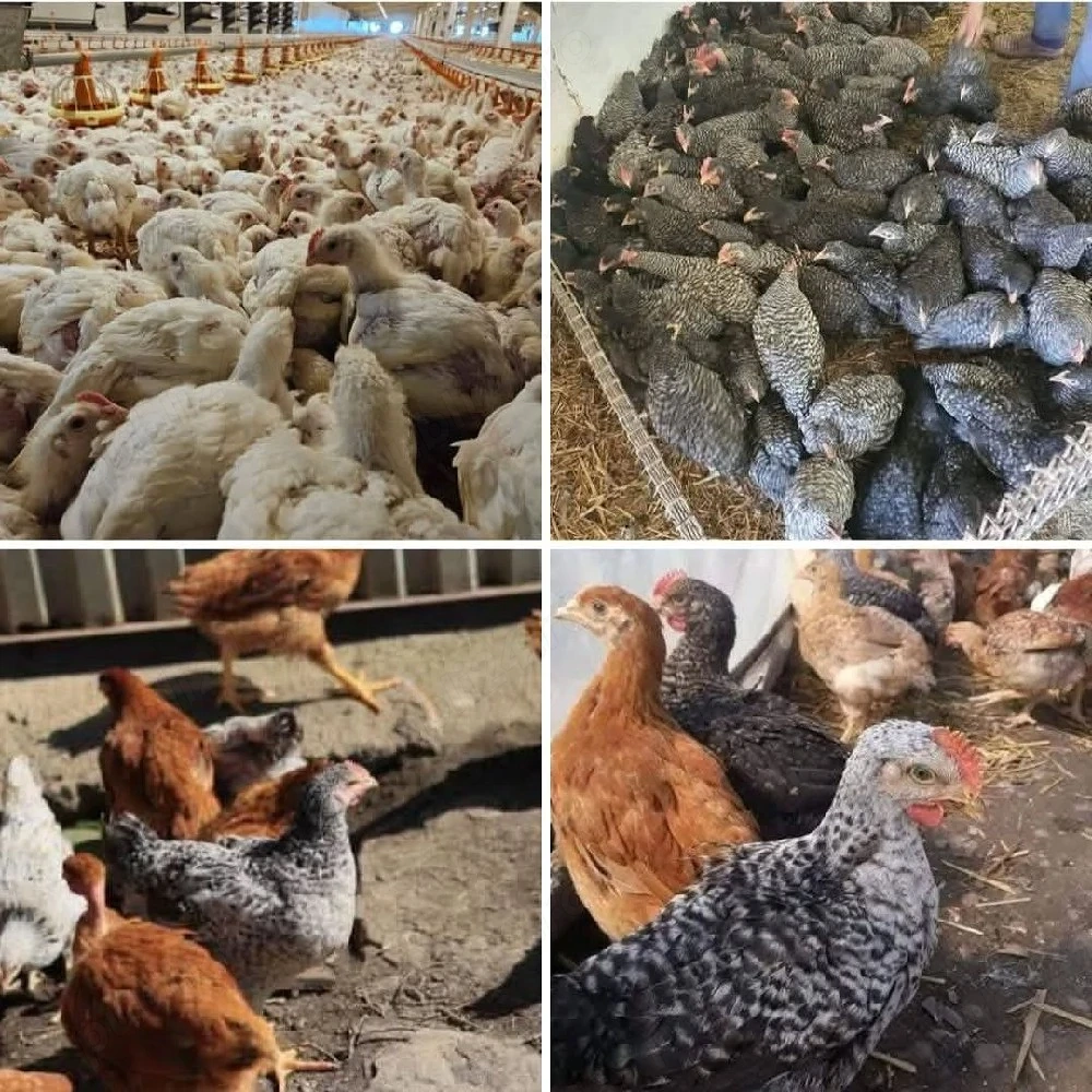 pui de carne si rasa mixta 