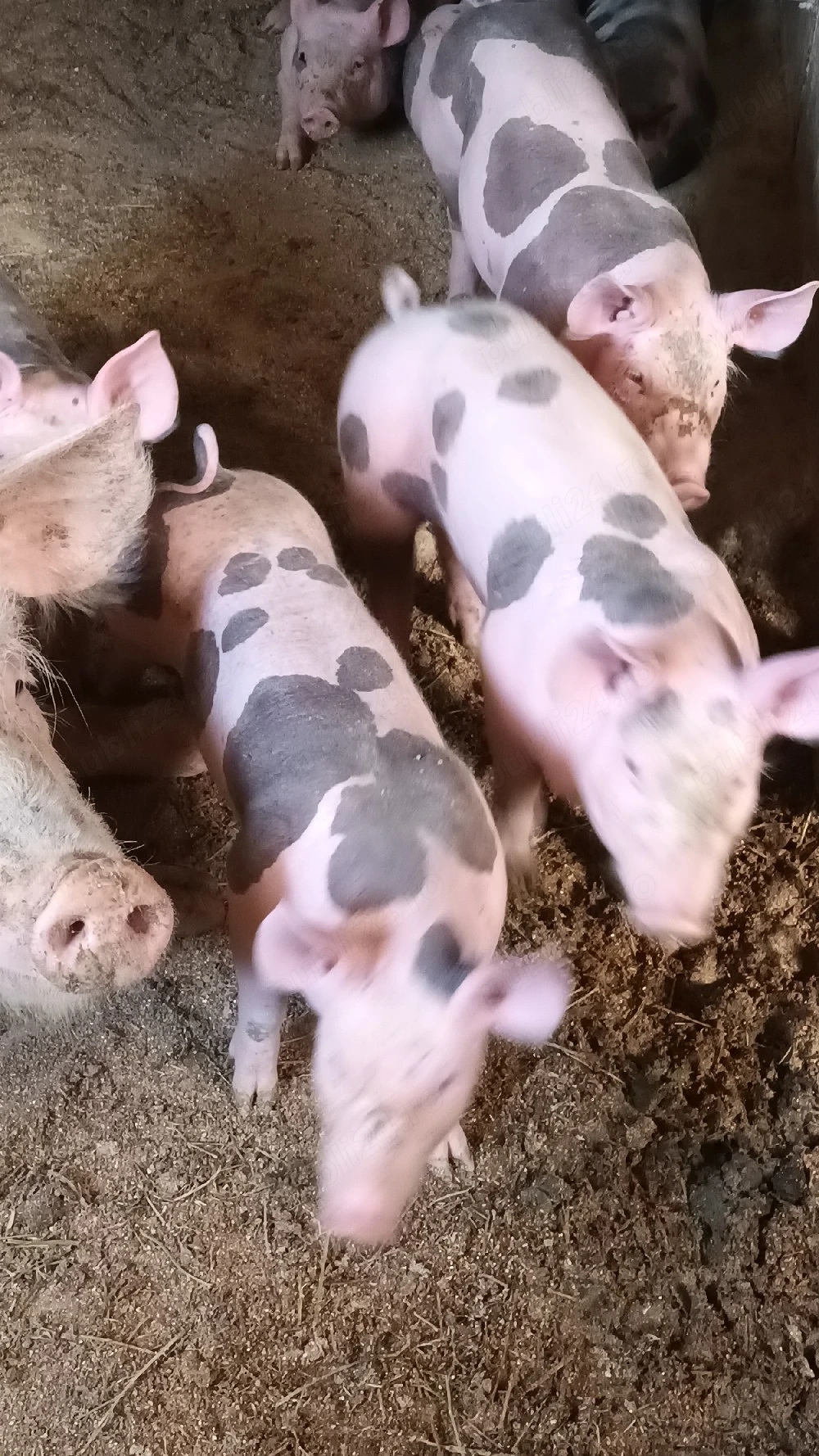 Purcei pietrain de vânzare