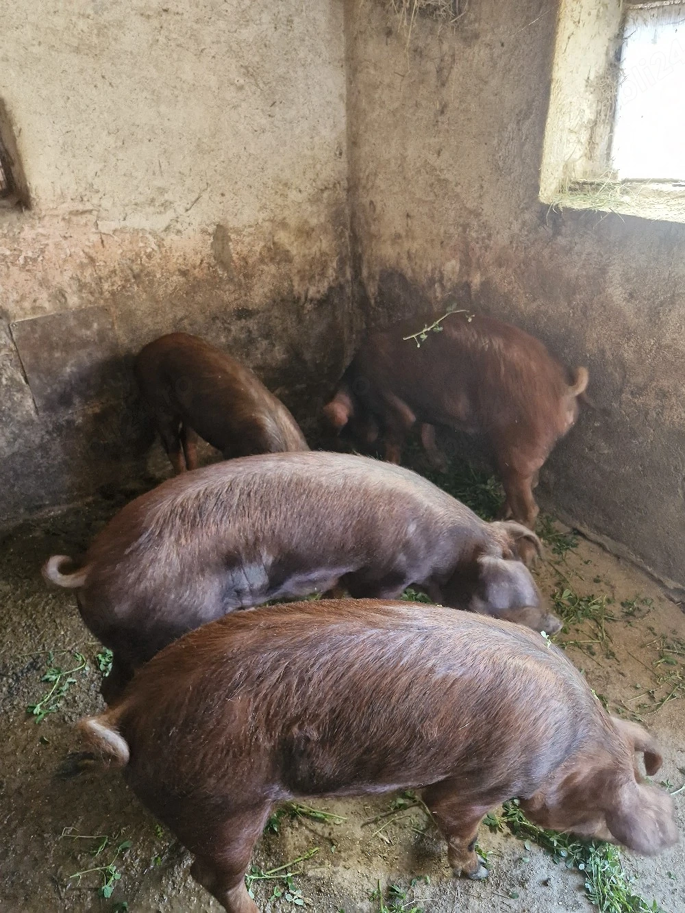 Porci duroc 