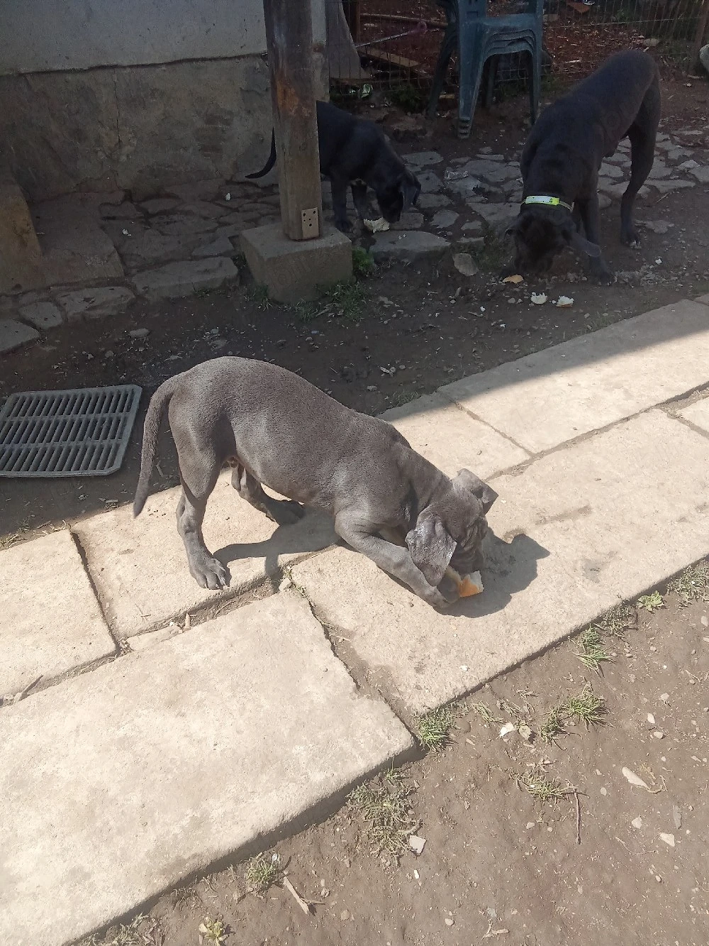 vanzare cane corso blu