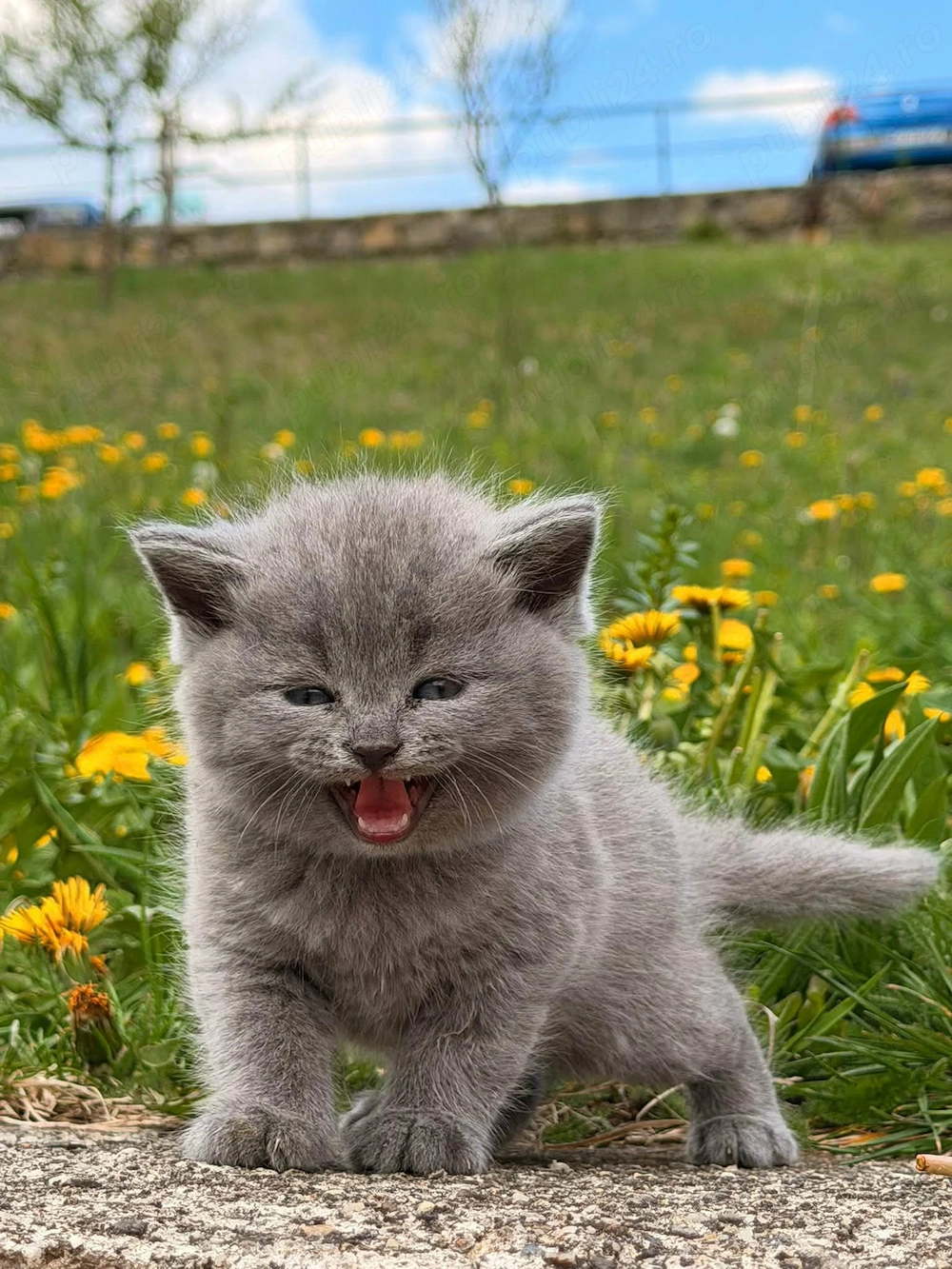 British scottish in cautare de casuta