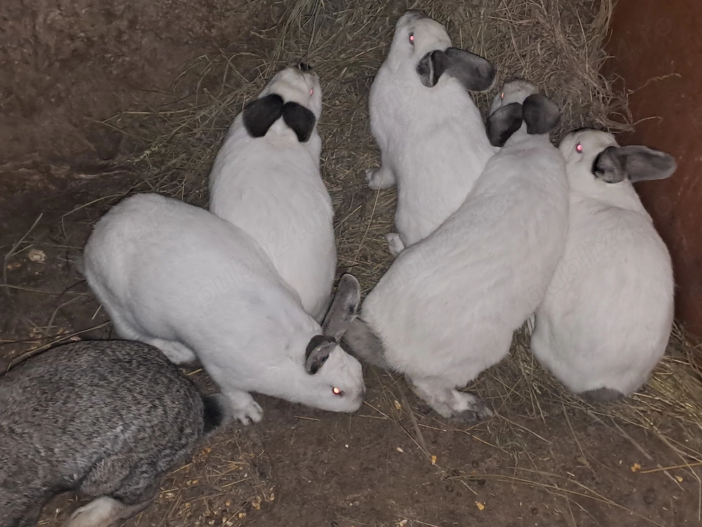 Iepuri tineri de anul trecut