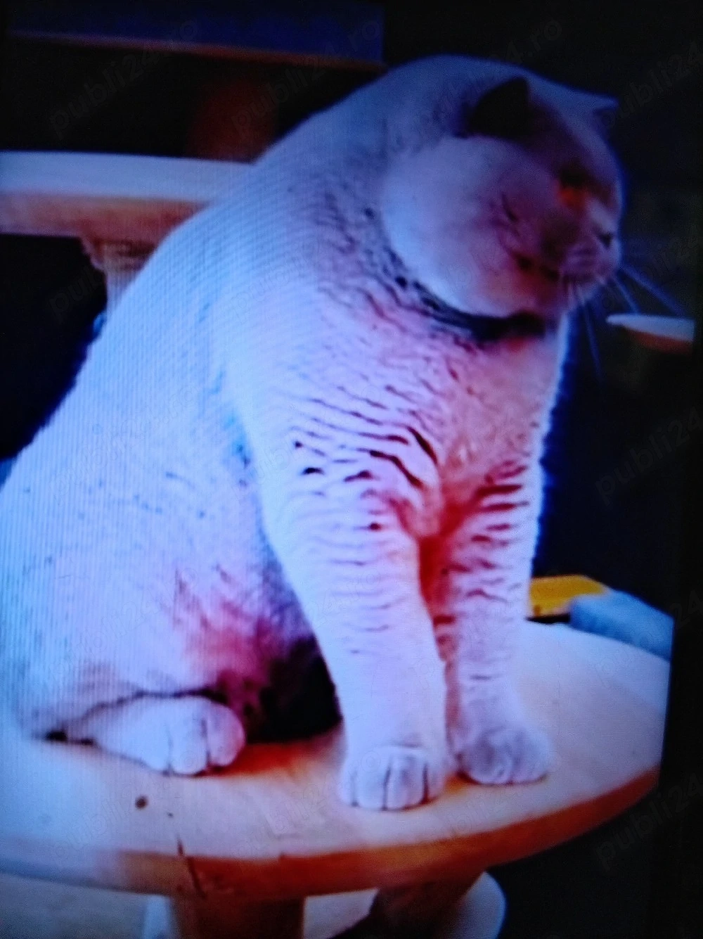 Vind pisică de rasă Shorhcov Britishi 