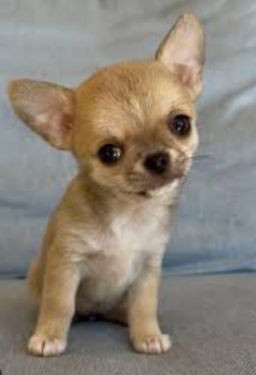 Chihuahua cu pedigree 