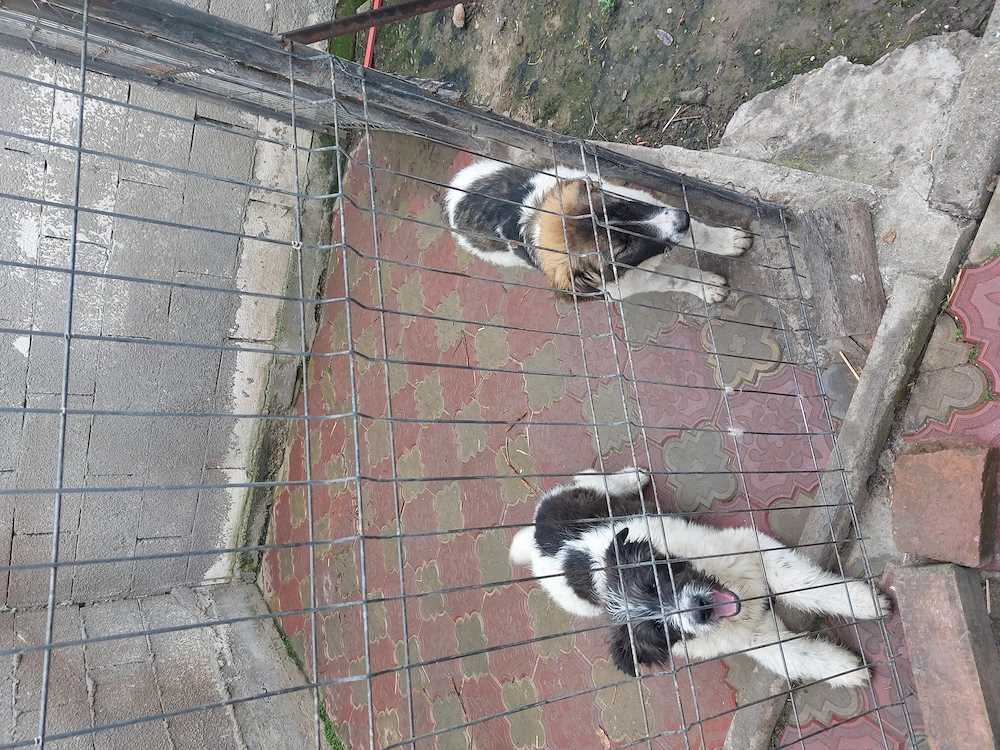 Vanzare Caine Ciobanesc Carpatin.