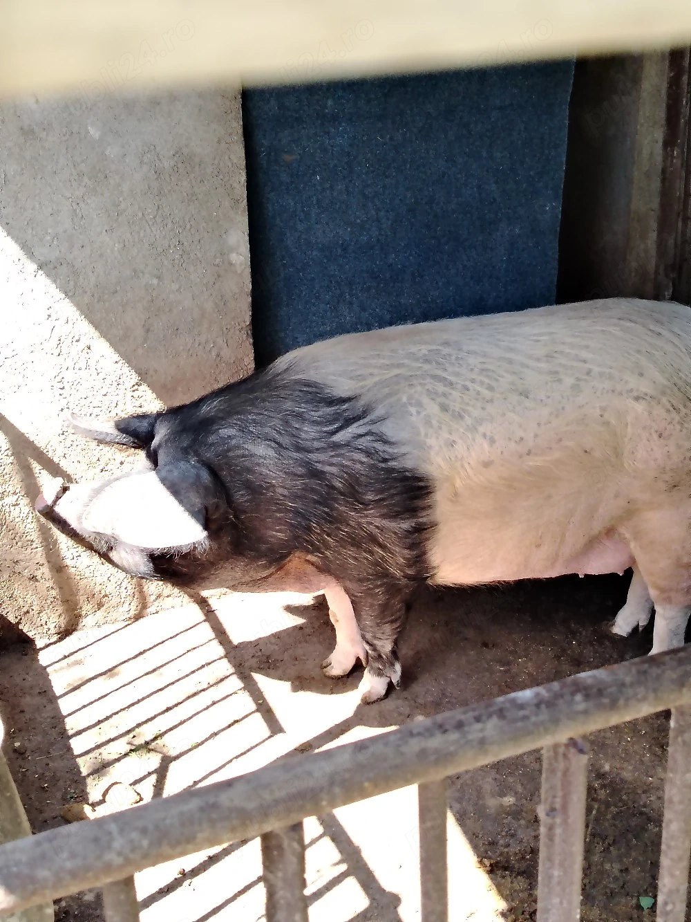 Vand porc pentru sacrificat  rasa bazna  