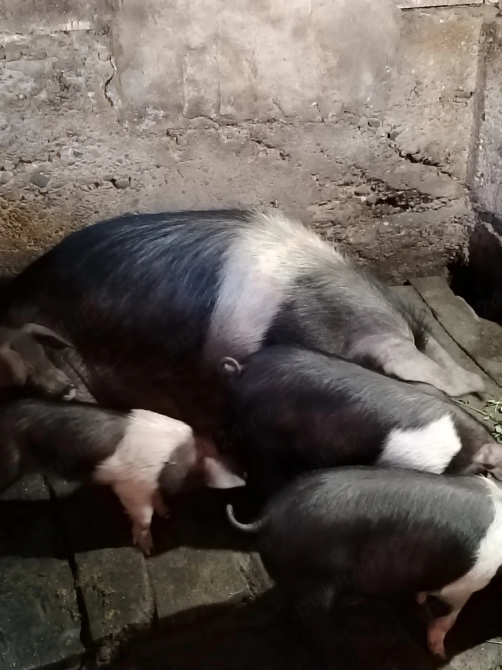 Vand purcei rasa bazna 