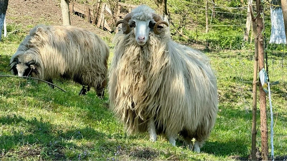 Vand berbec , rasa turcana