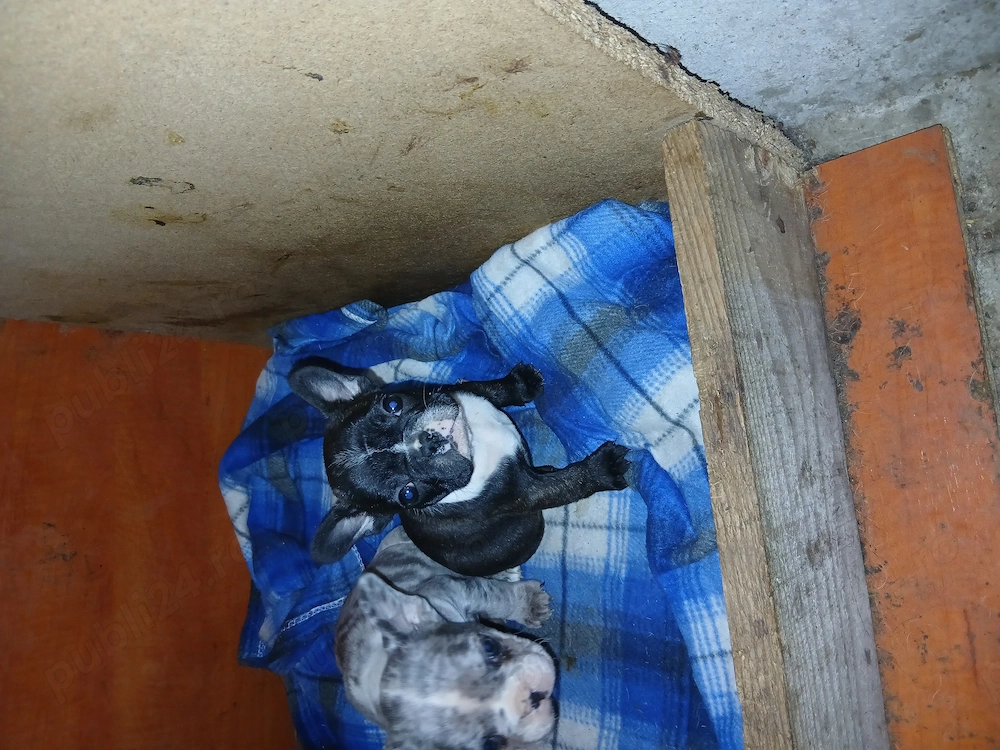 Vind catelusa buldog francez 