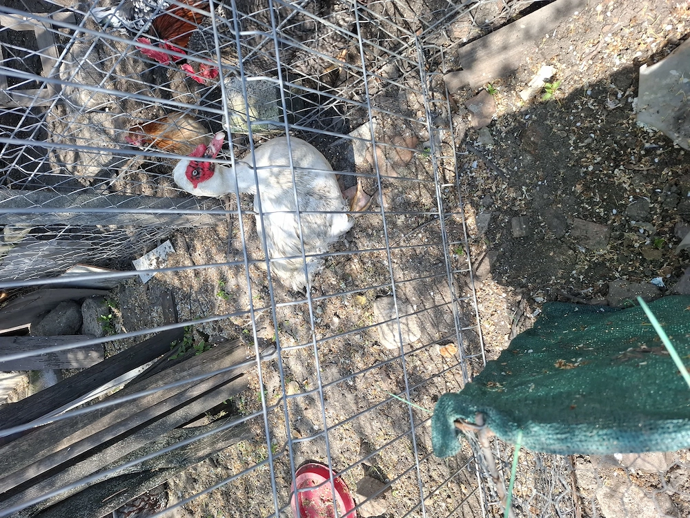 Ratoi  lesesti   De Vanzare 