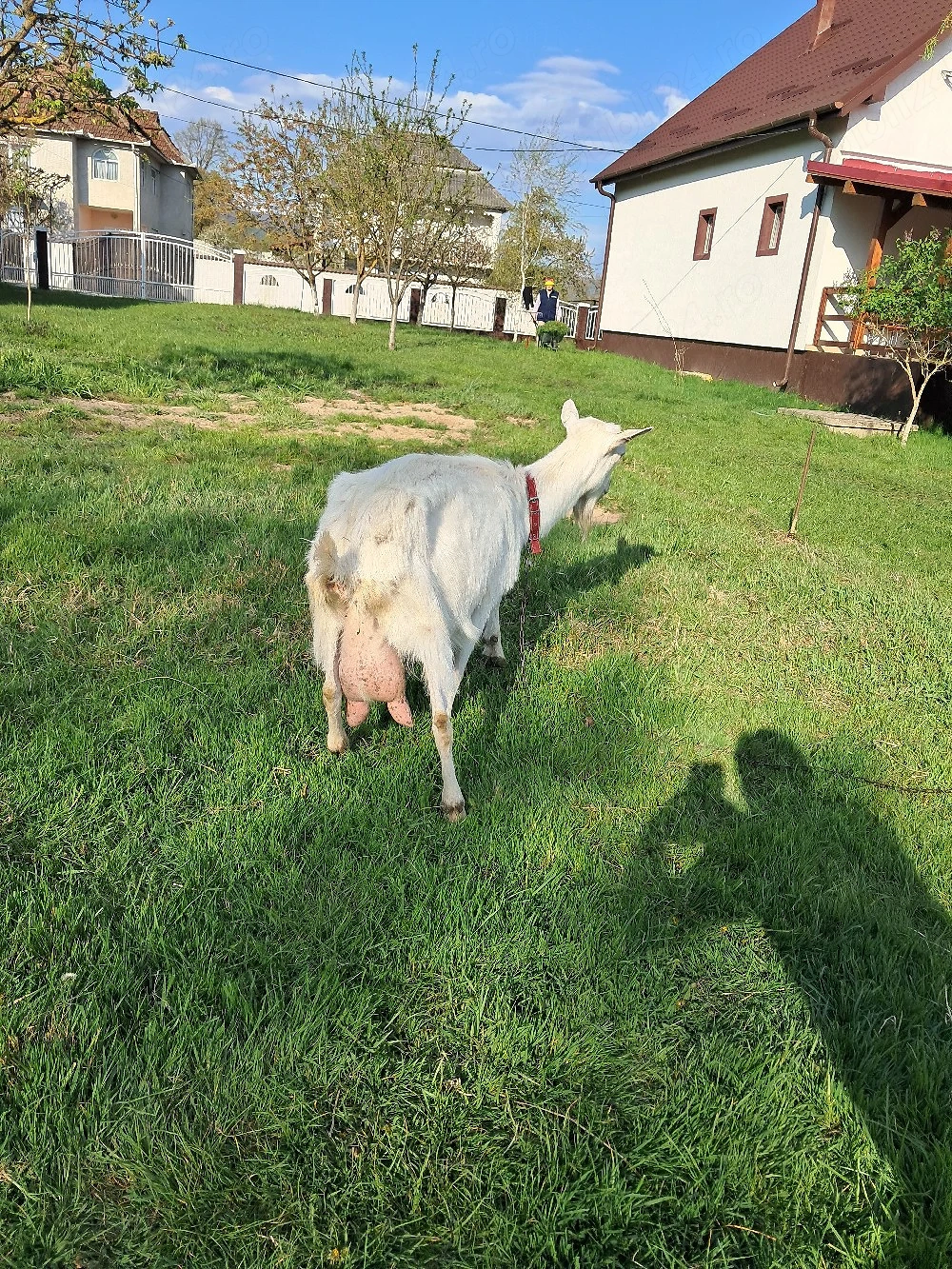 capră albă de banat vând 1100 lei