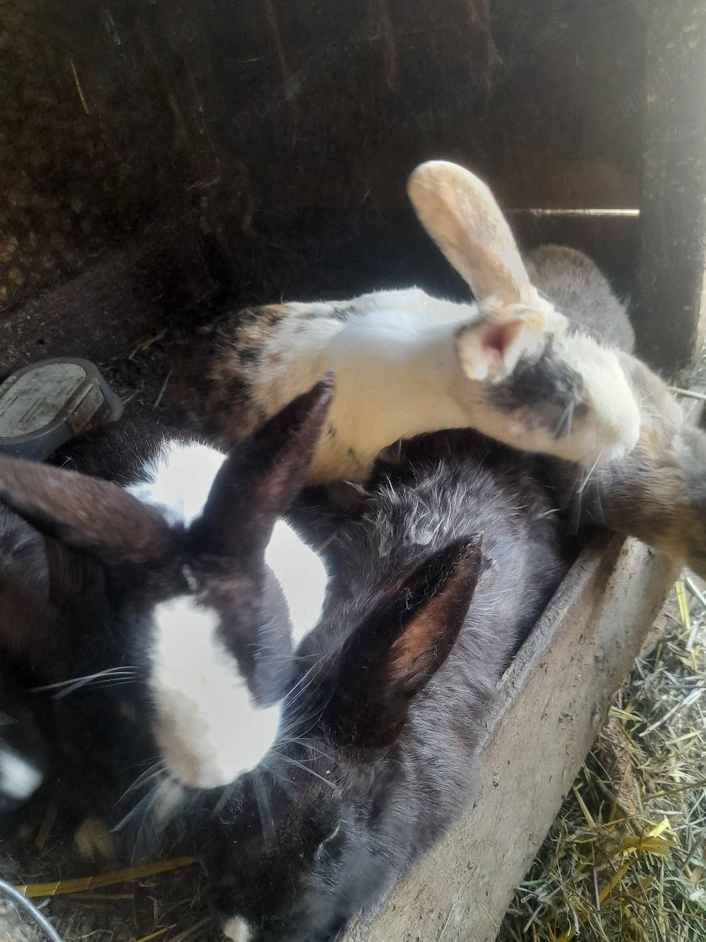 Iepuri de vânzare   sănătoși, crescuți natural