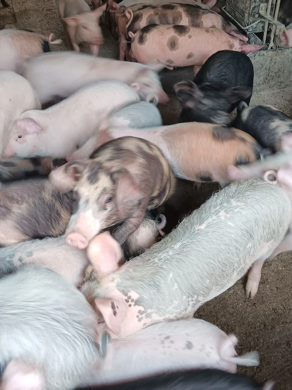 Purcei De Vânzare 15-30 kg 