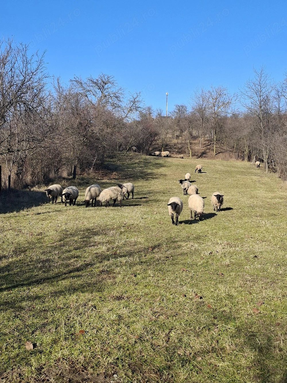 Vănd oi suffolk cu miei