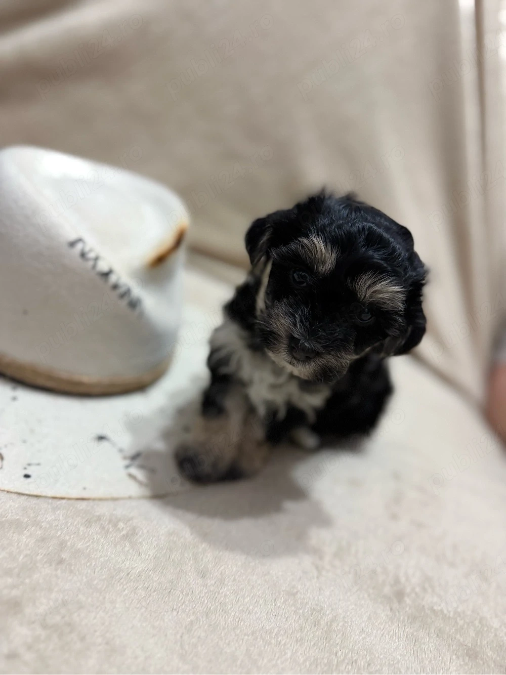 Yorkshire Biewer Terrier