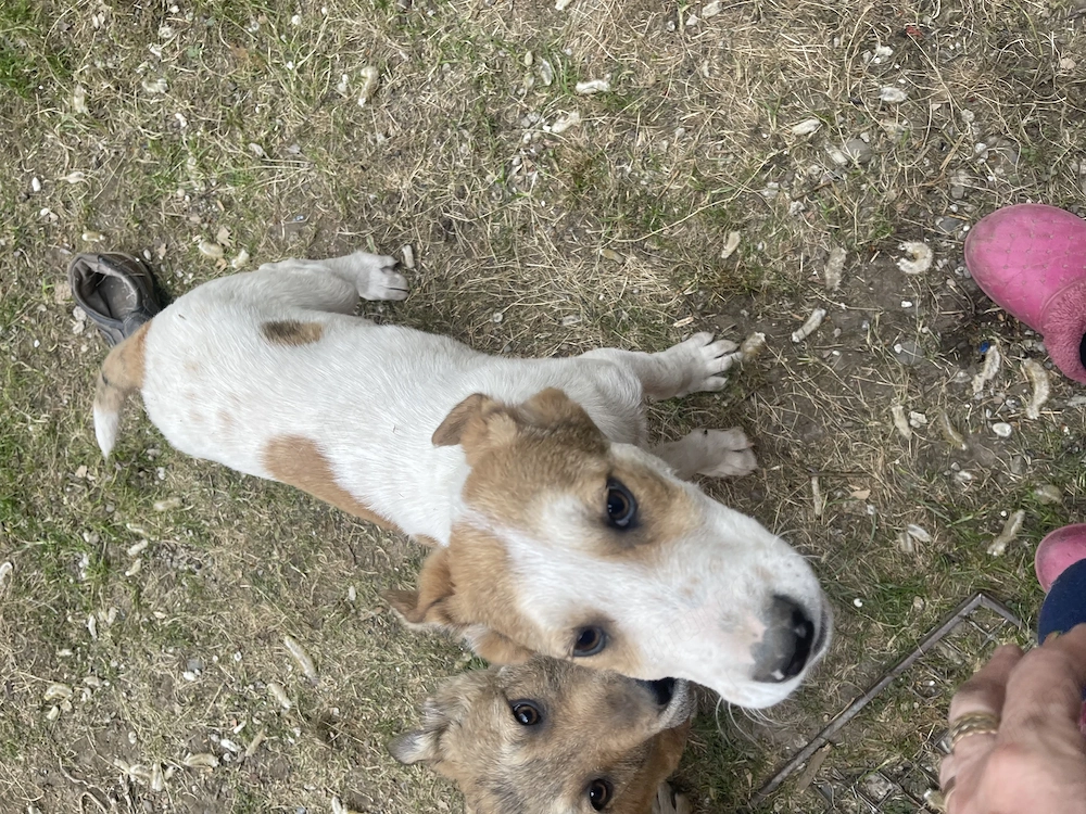 Toby are 5 6 luni.Deparazitat vaccinat microcipat.