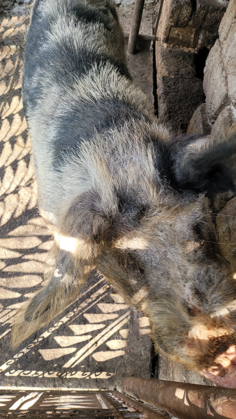 Porc de vânzare