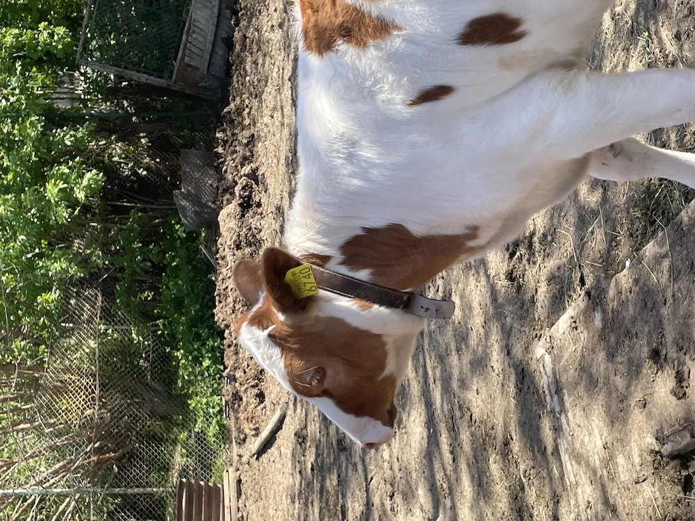 Vând vițea red holstein 