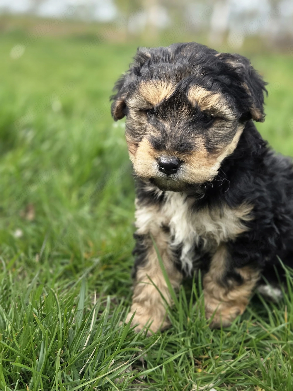 Vand catei Yorkshire Terrier