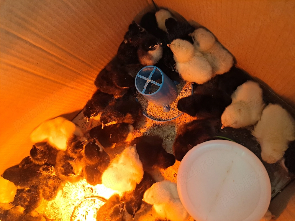 Puisori și oua australorp negru