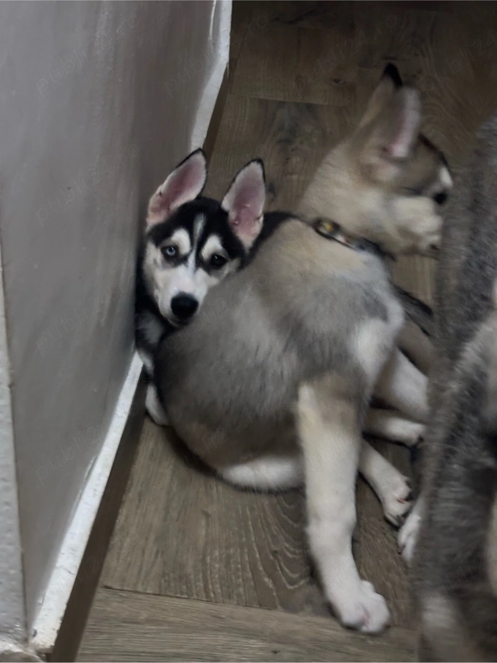 Se vand Pui de Husky Siberian