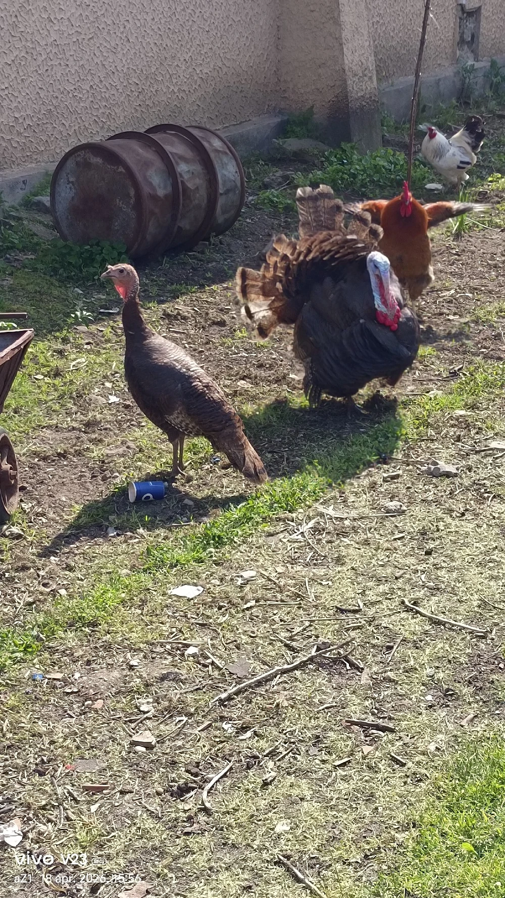 vand un curcan si o curca 