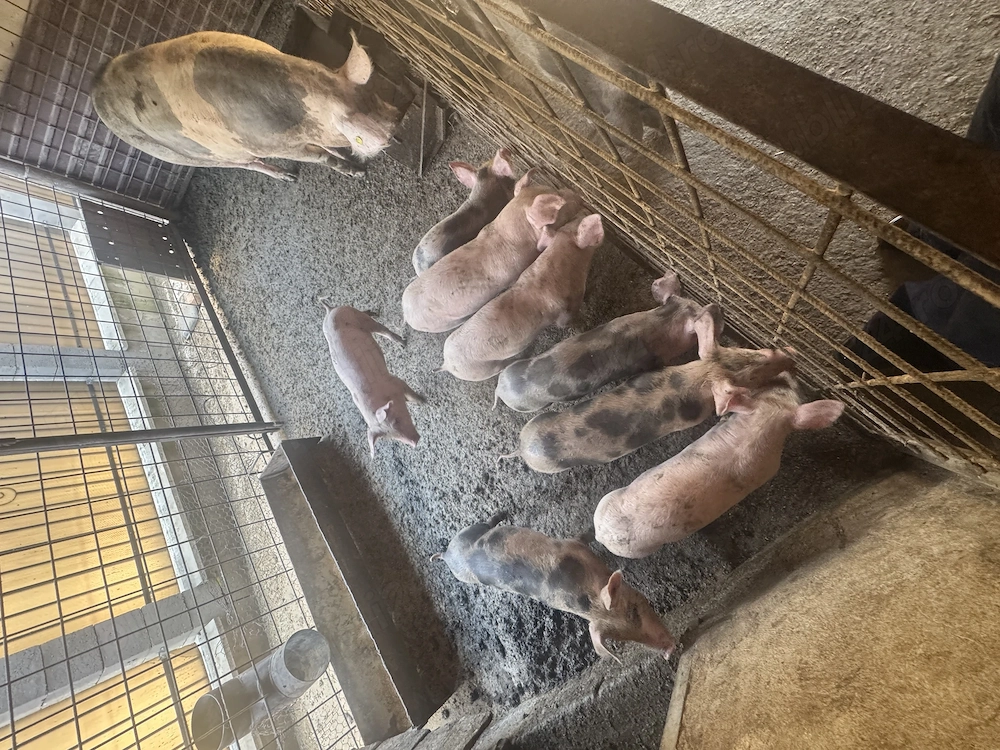 Purcei de 8 săptămâni 