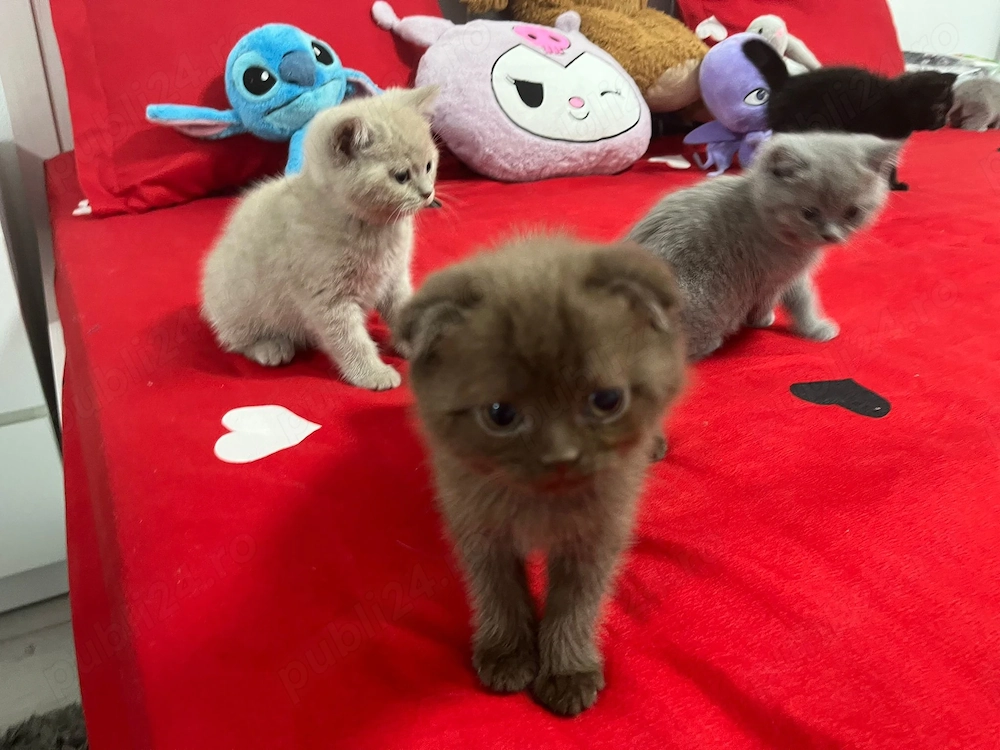 Puiuti de pisică british și scotish  frumoși și jucăuși de vânzare 