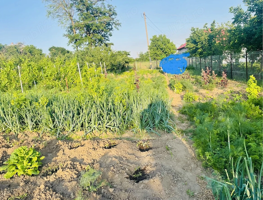 Vând teren intravilan Dorohoi 