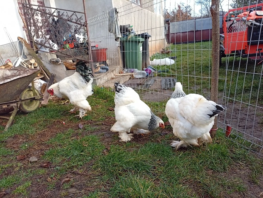 găini brahma herminat deschis 