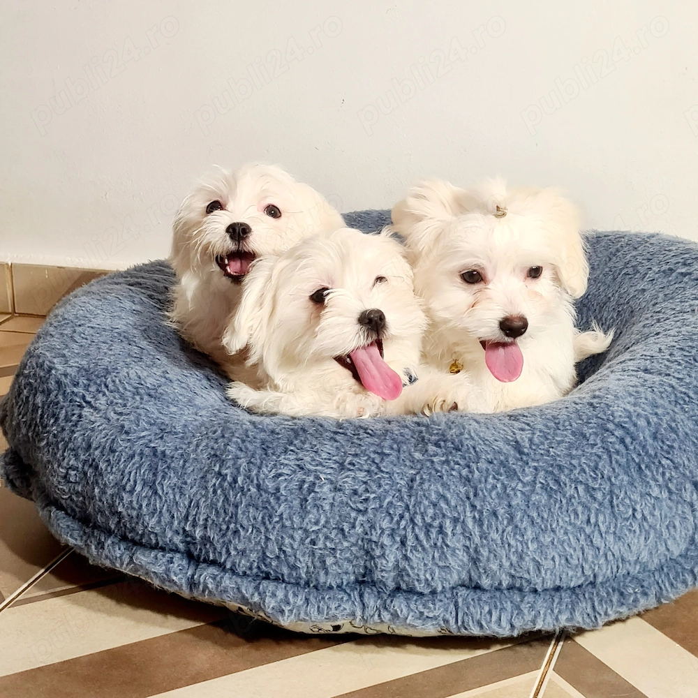 Bichon Maltese De Calitate