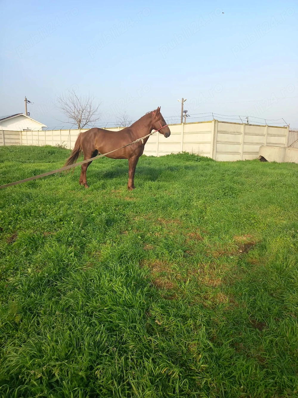 Armăsar de vânzare 