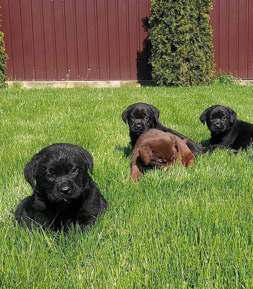 Labradori Retrieveri cu Pedigree