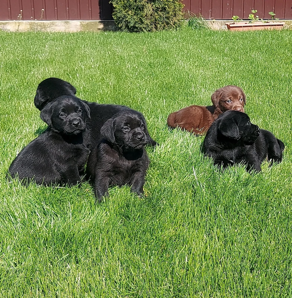 Labradori Retrieveri cu Pedigree
