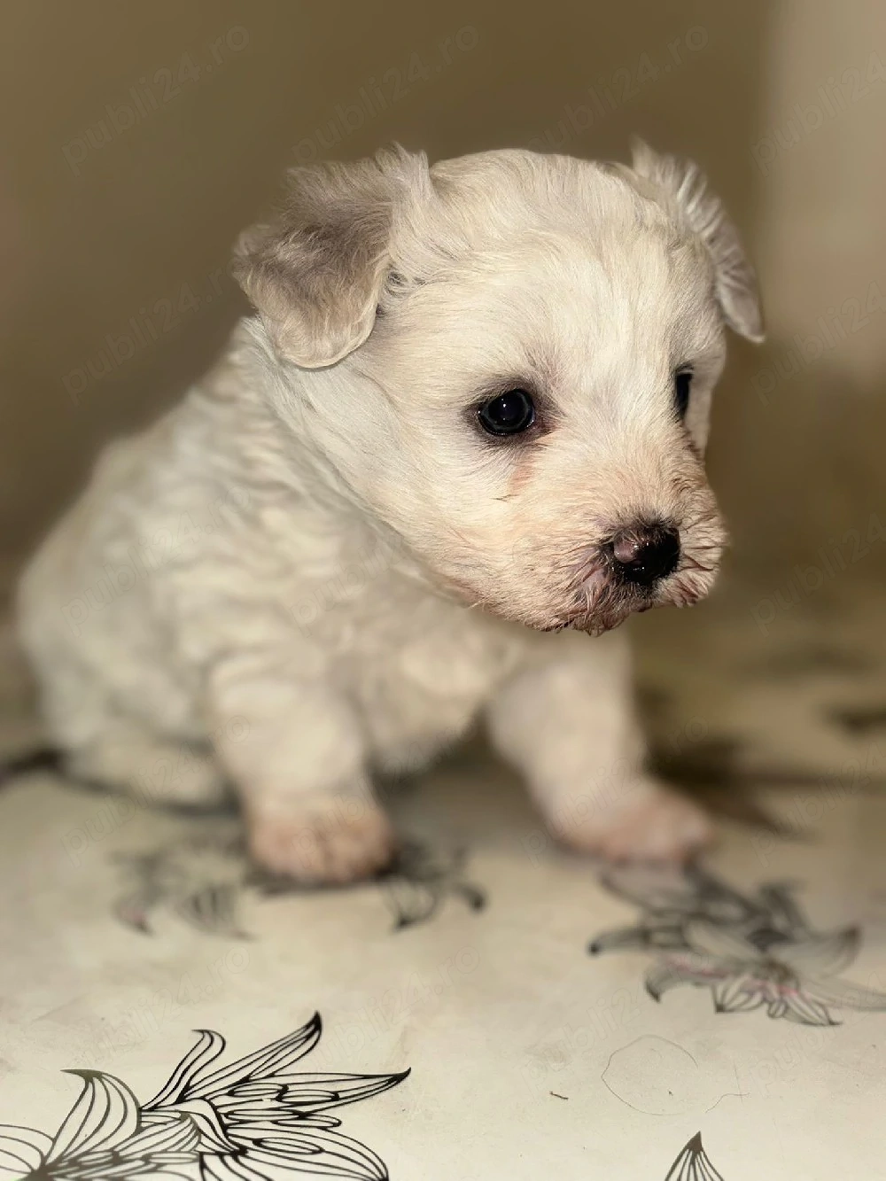 mascul bichon maltez