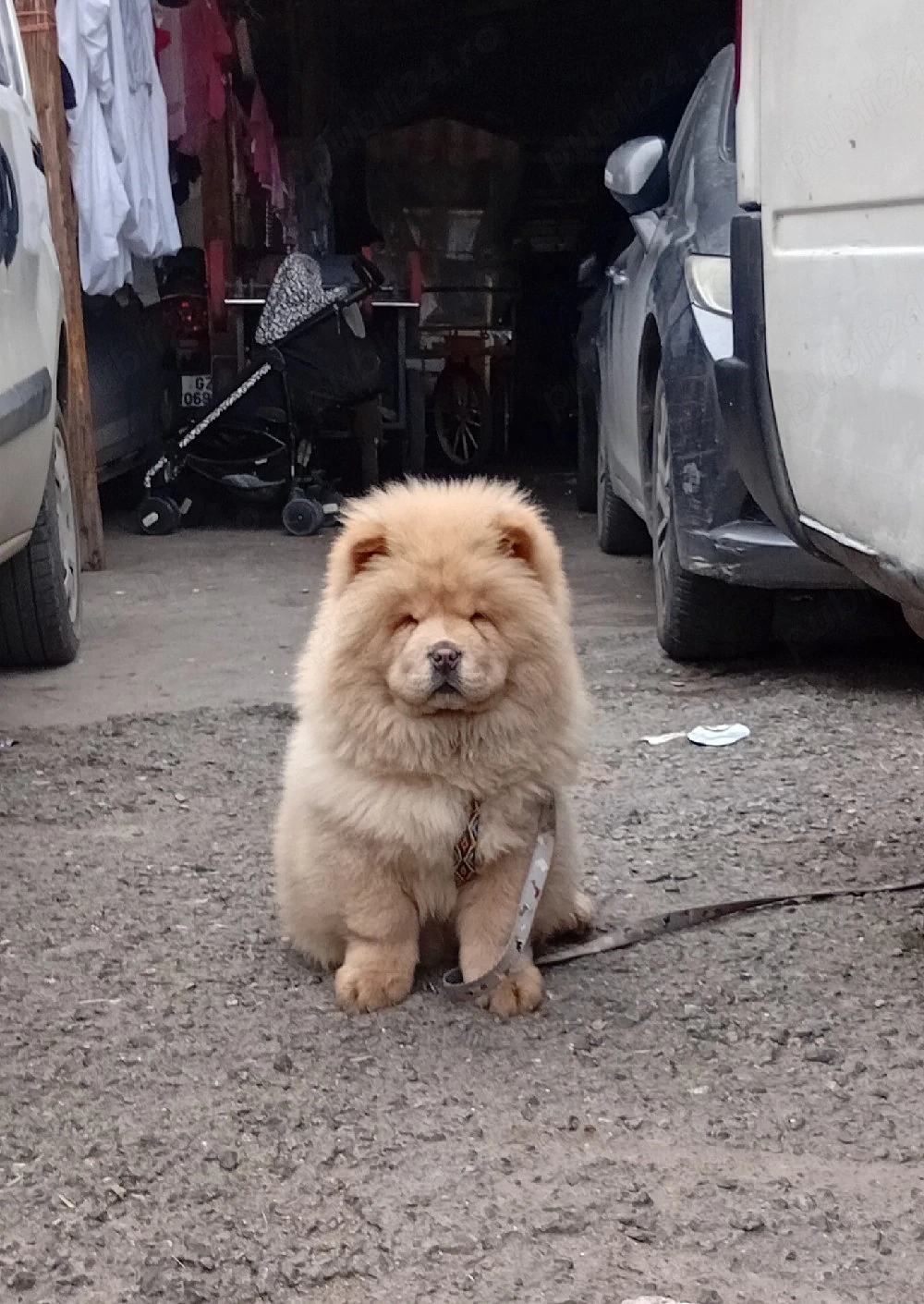 Chiao Cihao