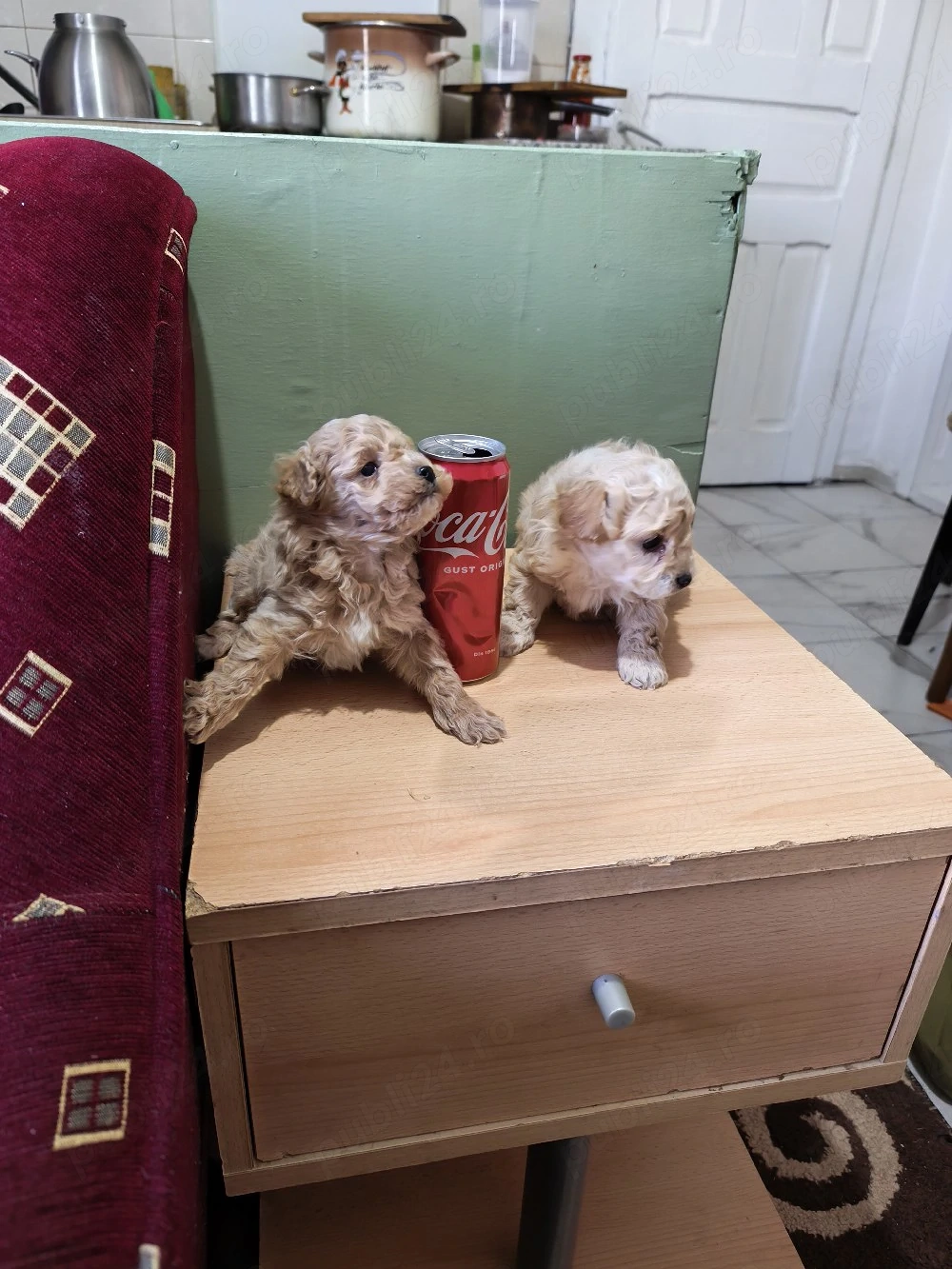 maltipoo superbi si minusculi cauta stapan