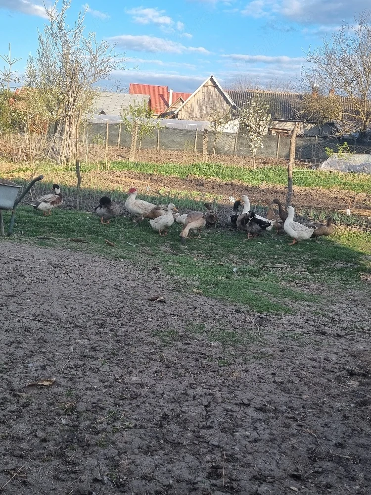 vând gâște si rațe
