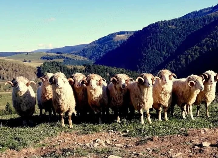 Angajez îngrijitor oi 60 capete 