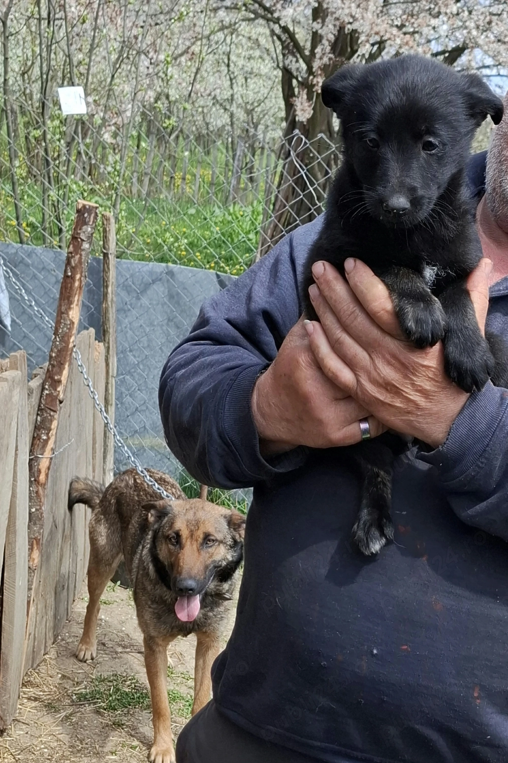 Vând căței 2 luni