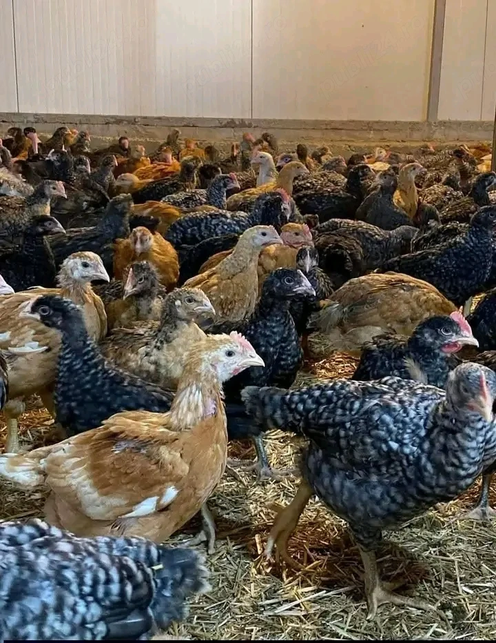 Vand pui de carne si oua 