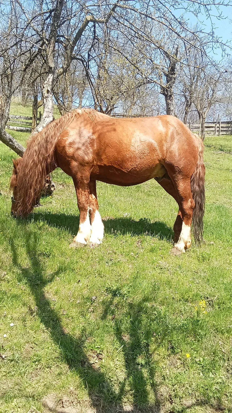 VÂND URGENT cal de tracțiune zona montana