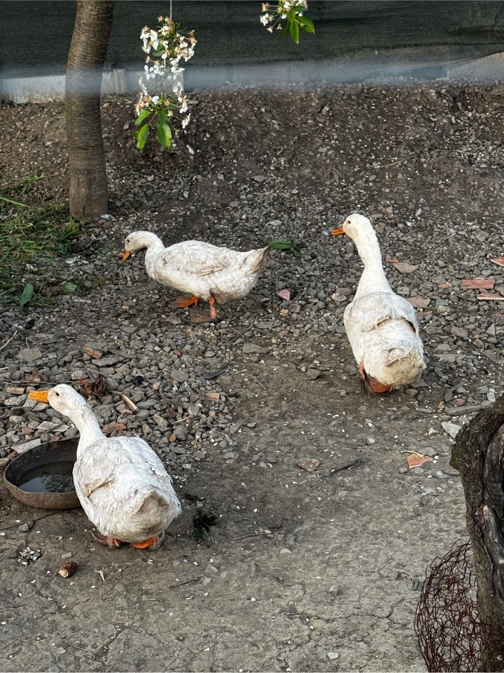 Rate Unguresti de vinzare